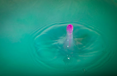 High angle view of jellyfish in water