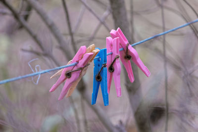 Close-up of pink clothespins hanging on clothesline