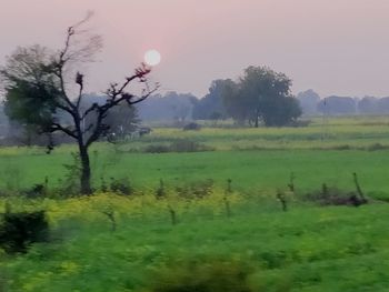 Trees on field against sky