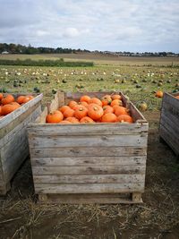 View of pumpkins in crate on field against sky