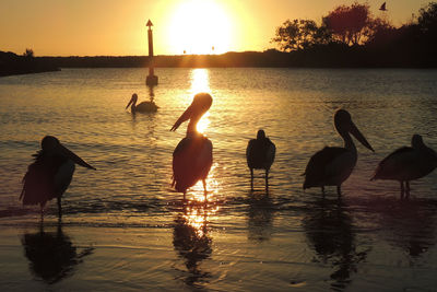 Silhouette birds flying over lake against sky during sunset