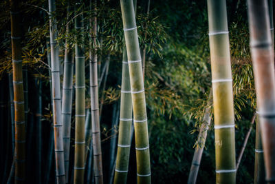 Close-up of bamboo plants in forest