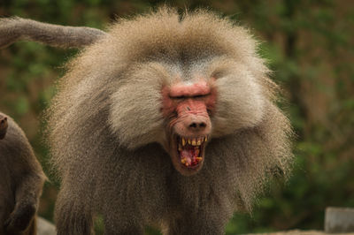 Close-up of very angry monkey