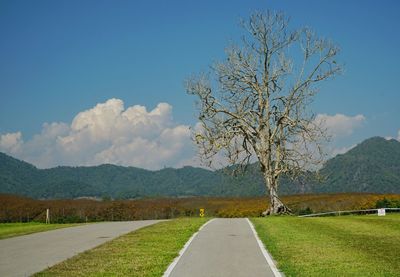 Road amidst plants on field against sky