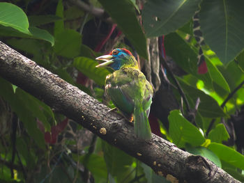 Close-up of bird perching on tree