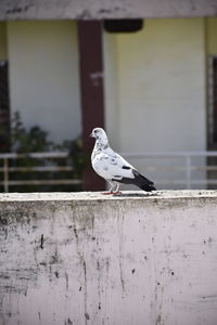 Close-up of seagull perching on wall