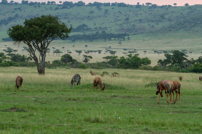 Herd of topi antelope and a zebra grazing in a field in the masai mara in kenya. 