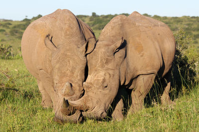 Close-up of elephant