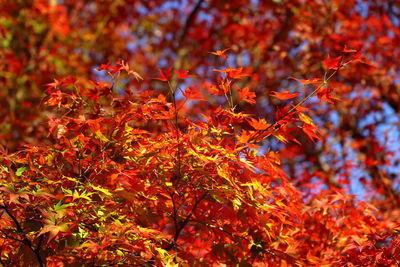 Close-up of maple leaves on tree