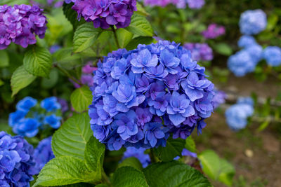 Close-up of purple flowering plant