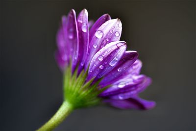 Close-up of wet purple flower against black background
