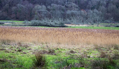 Scenic view of field