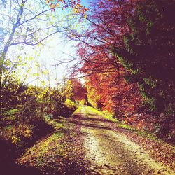 Trees on landscape