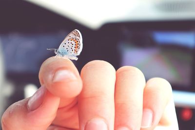 Close-up of hand holding butterfly