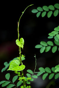 Close-up of fresh green plant