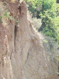 High angle view of tree trunk