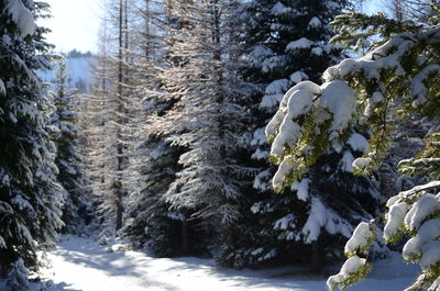 Snow covered trees in forest