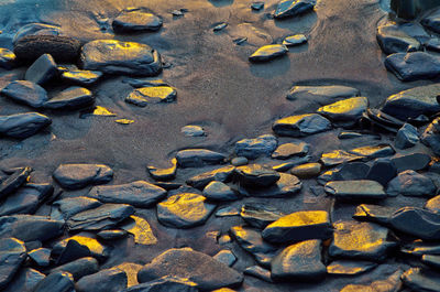 High angle view of snake on cobblestone