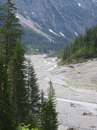 Scenic view of pine trees on snowcapped mountain