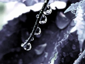 Close-up of raindrops on plant