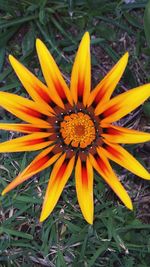 Close-up of yellow flower blooming outdoors