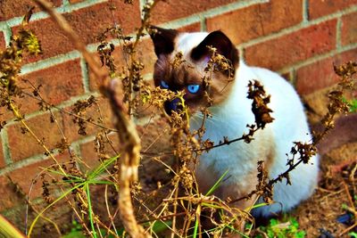 Portrait of a cat on field