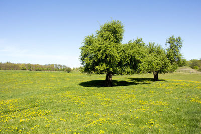 Scenic view of field against clear sky