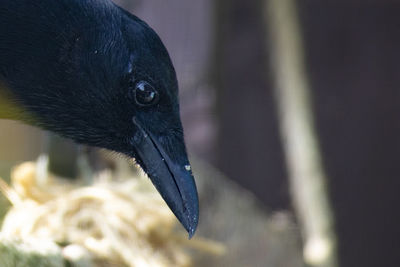 Close-up of a magpie
