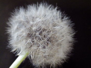 Close-up of dandelion against black background