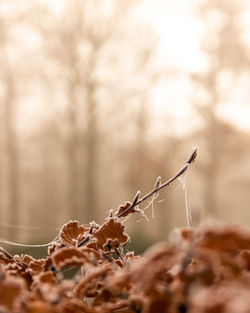 Close-up of dried plant