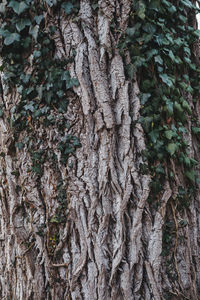 Close-up of tree trunk