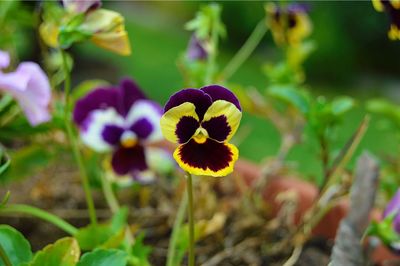 Close-up of purple flowering plant on field