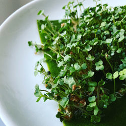 Close-up of salad in plate