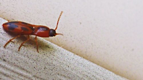 Close-up of insect on wall