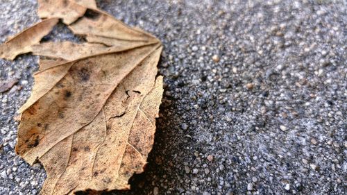 Close-up of autumn leaf