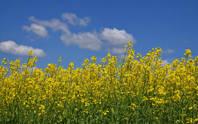 Yellow flowers growing in field