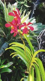 Close-up of flower tree