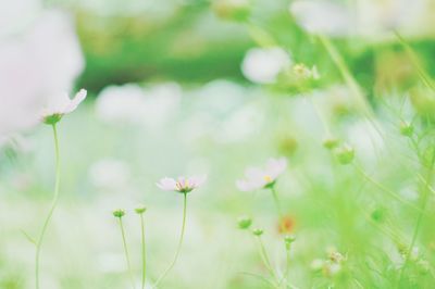 Close-up of flowers growing in field