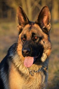 Close-up portrait of dog