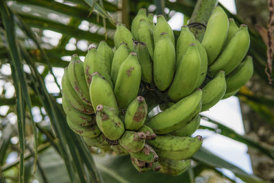 Close-up of banana tree