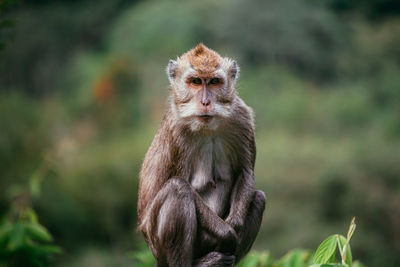 Close-up of monkey sitting outdoors