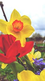 Close-up of yellow daffodil