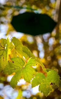 Close-up of green leaves on tree