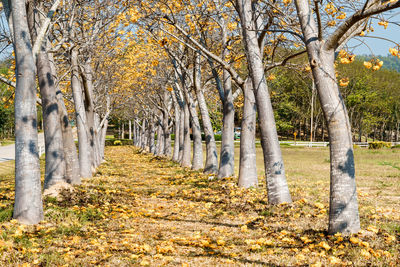 Trees in park during autumn