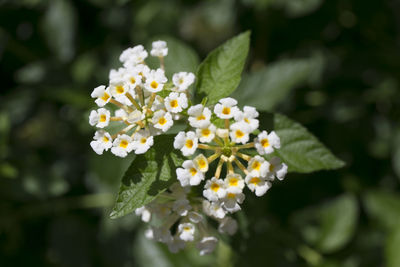 Close-up of white flowering plant