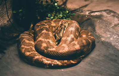 Carpet python was coiling in water