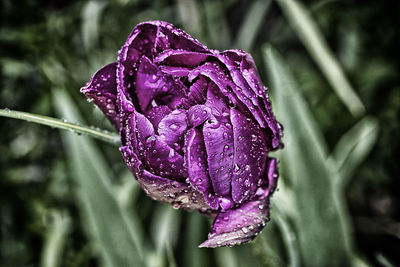 Close-up of purple flowers