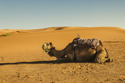 Camels in desert