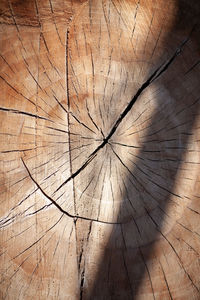 Full frame shot of tree stump