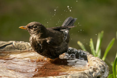 Close-up of bird perching on a lake